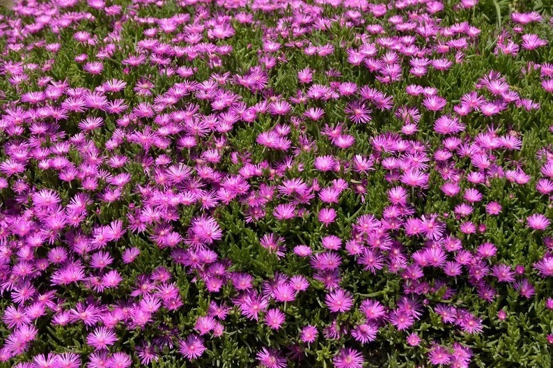 Create a vibrant, low-growing carpet of color with Table Mountain Ice Plant seeds from SEEDVILLEUSA, a sun-loving hardy succulent that bursts into brilliant magenta blooms from late spring until frost. Perfect for rock gardens, borders, and drought-tolerant landscapes, this easy-care groundcover thrives in dry conditions while adding long-lasting sparkle—thoughtfully packaged and shipped from Ohio with sustainability in mind. 🌸 #IcePlant #GroundCover #DroughtTolerant #SucculentGarden #RockGarden #SeedStarting #SummerBlooms

#LTKSeasonal #LTKdayinmylife #LTKHome