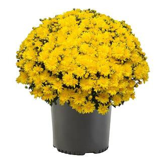 3 Qt. Chrysanthemum (Mum) Plant with Yellow Flowers | The Home Depot