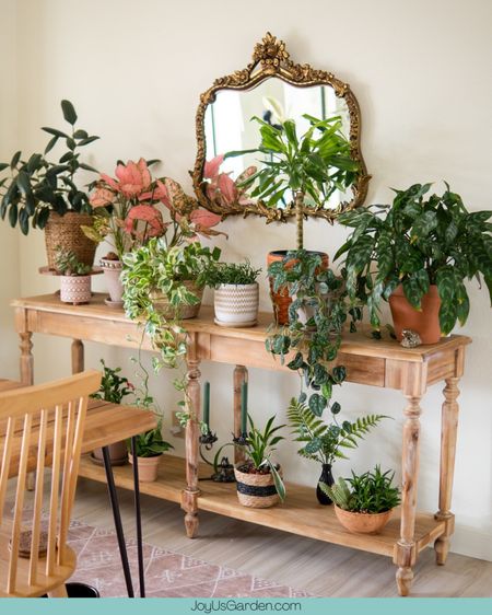 I love this long table. It works well with all the plants that I have. Addition to the plants on this table I also included a humidifier and a digital thermostat. These are indoor gardening essentials. #houseplants #plants #indoorplants #plantlover #houseplantclub #plant #plantlife #indoorjungle #plantmom #plantaddict #plantlove

#LTKhome
