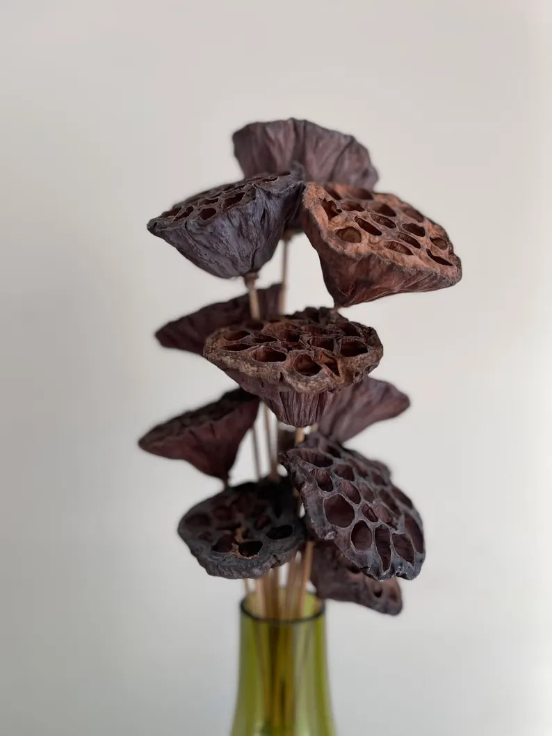 Dried Natural Lotus Pods on Stem, Vase Filler, Wreath Filler, Woodland Floral Decor, Wreath Suppl... | Etsy (US)