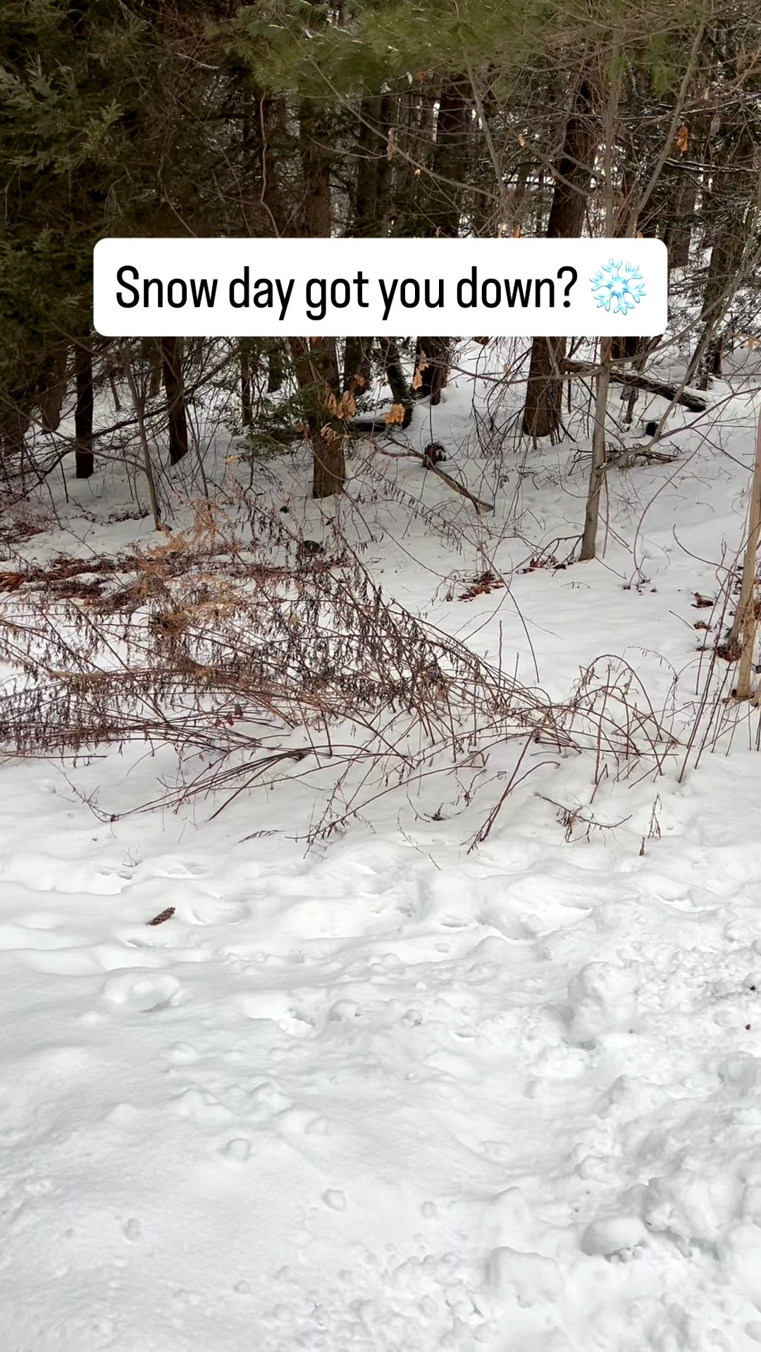 Snow day shopping! TB sale!