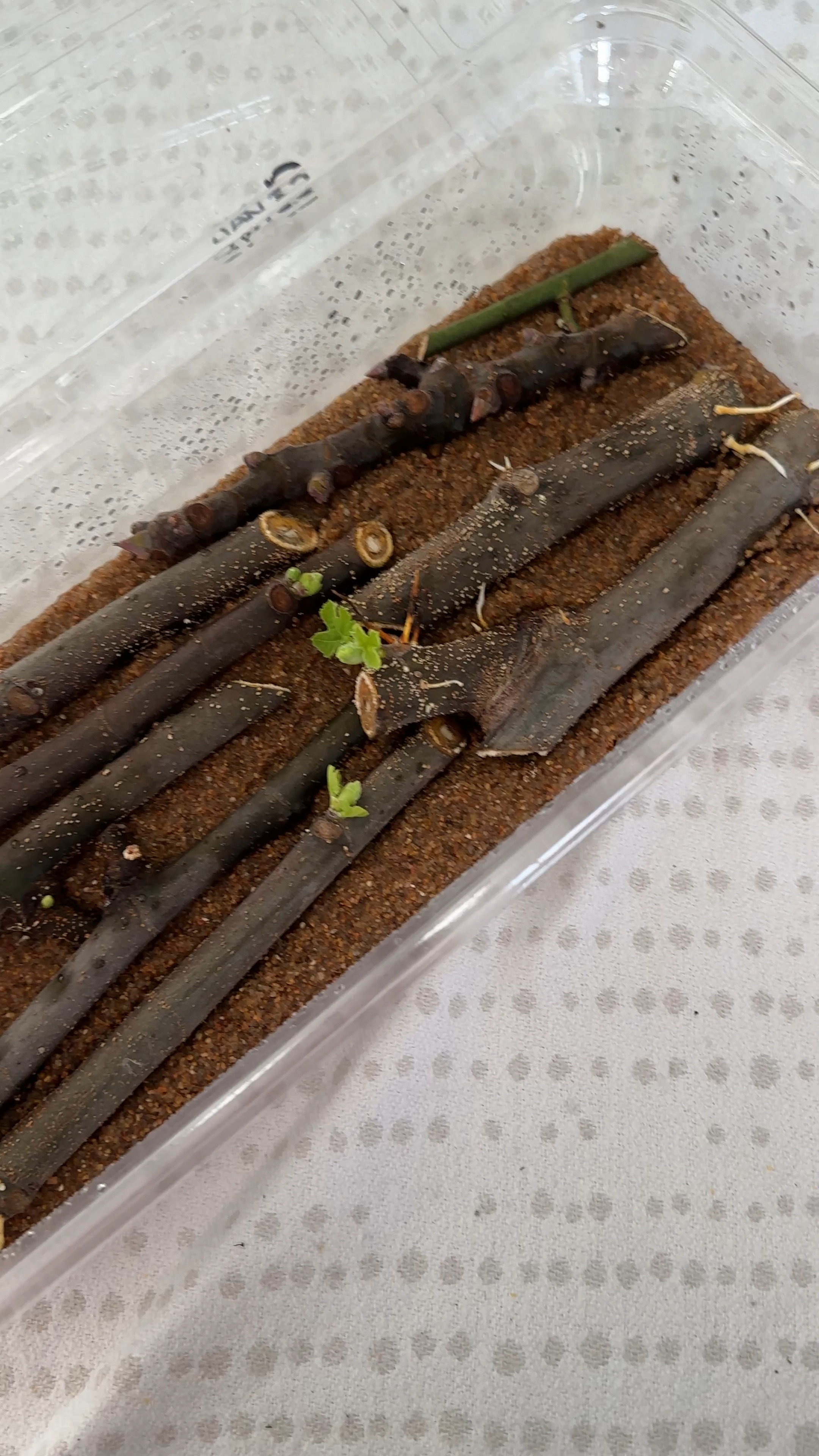 Our fig propagation setup on sand

#LTKVideo #LTKSeasonal