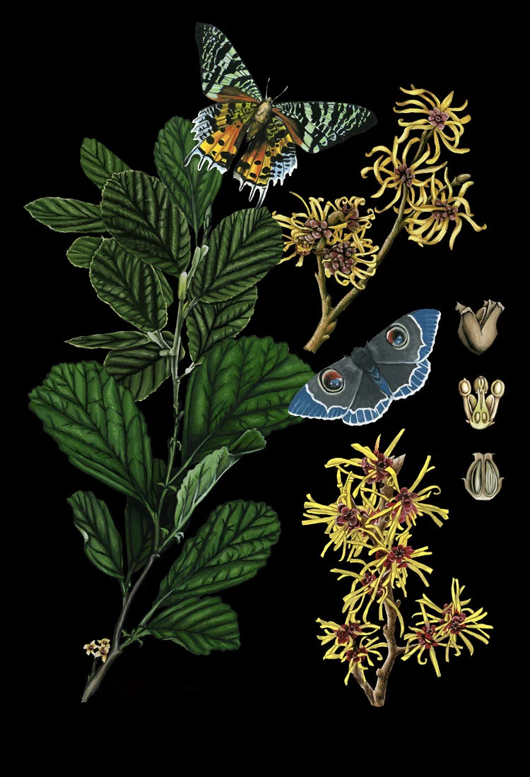 Botany " Botany Witch Hazel Chart " by Thicket Design | Wayfair North America