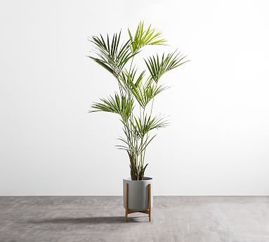 Faux Potted Kentia Palm | Pottery Barn (US)