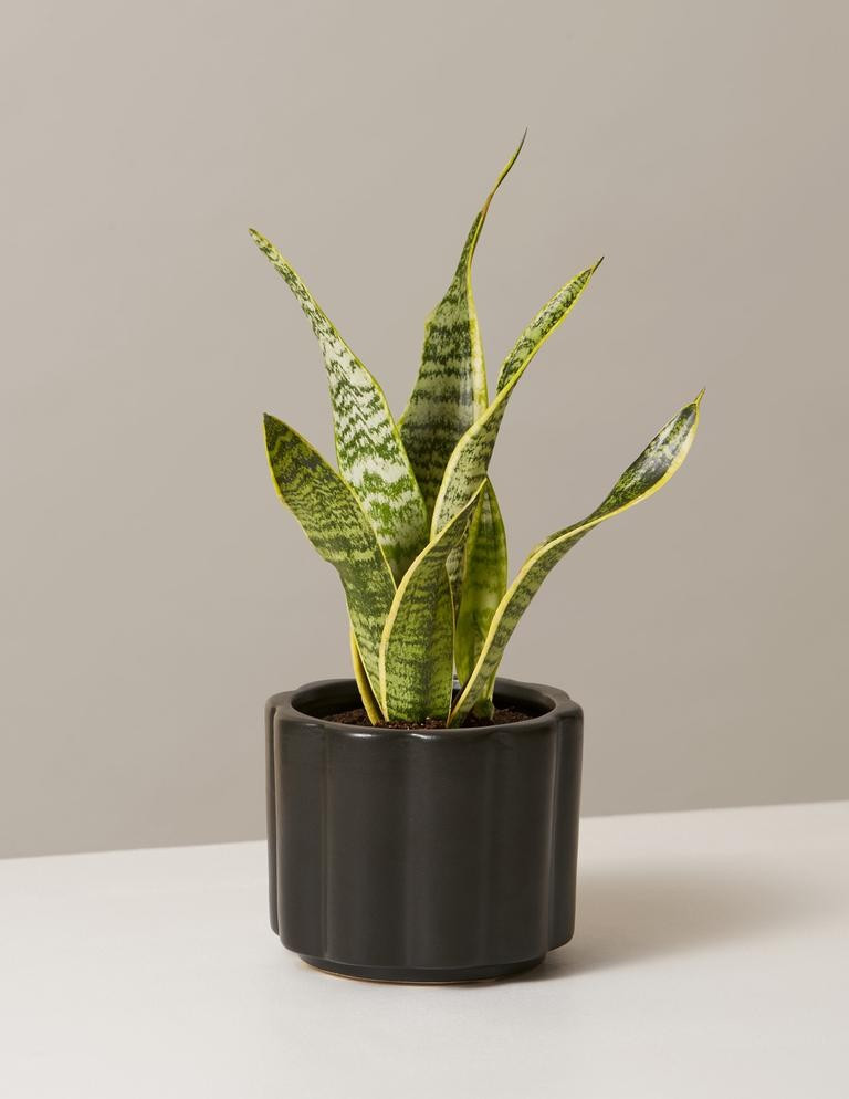 Snake Plant Laurentii | The Sill