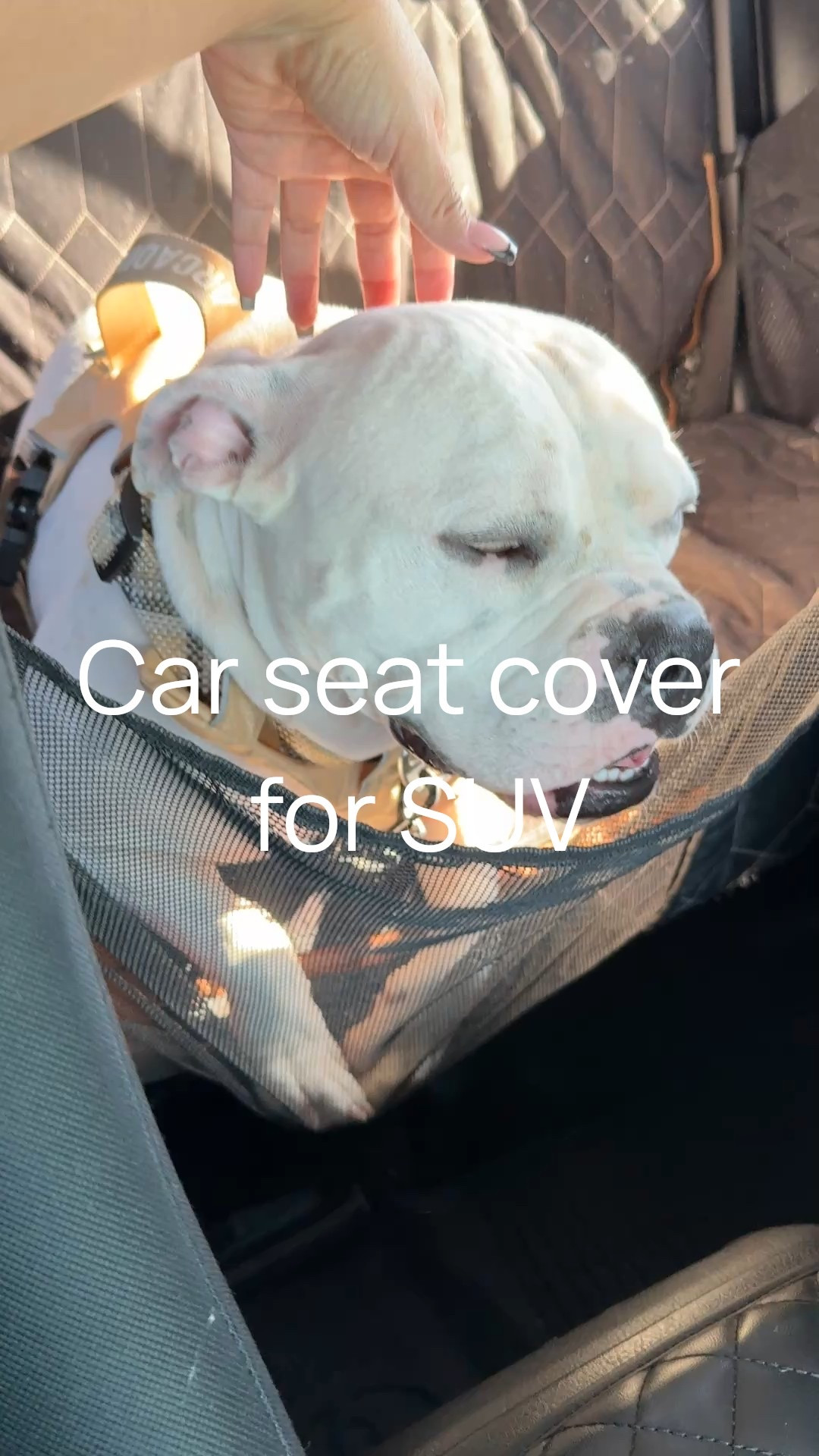 if you’re hitting the road for the holidays, you need this back seat cover yesterday. Your pup is going to be sooo much calmer with the breathable, transparent mesh window—seriously, they can see you, you can see them, and all that “are we there yet?” anxiety just melts away.

Plus, the storage bag? Total lifesaver. Toss in the treats, leash, toys—everything stays organized instead of rolling around under your seat. And don’t even get me started on the extra seat belt… safety first for our fur babies, always. 🐶💗

If you want your trip to be smooth, comfy, and stress-free for both of you, grab it now before you head out. Your future self will thank you!

#LTKdayinmylife #LTKTravel #LTKmomlife