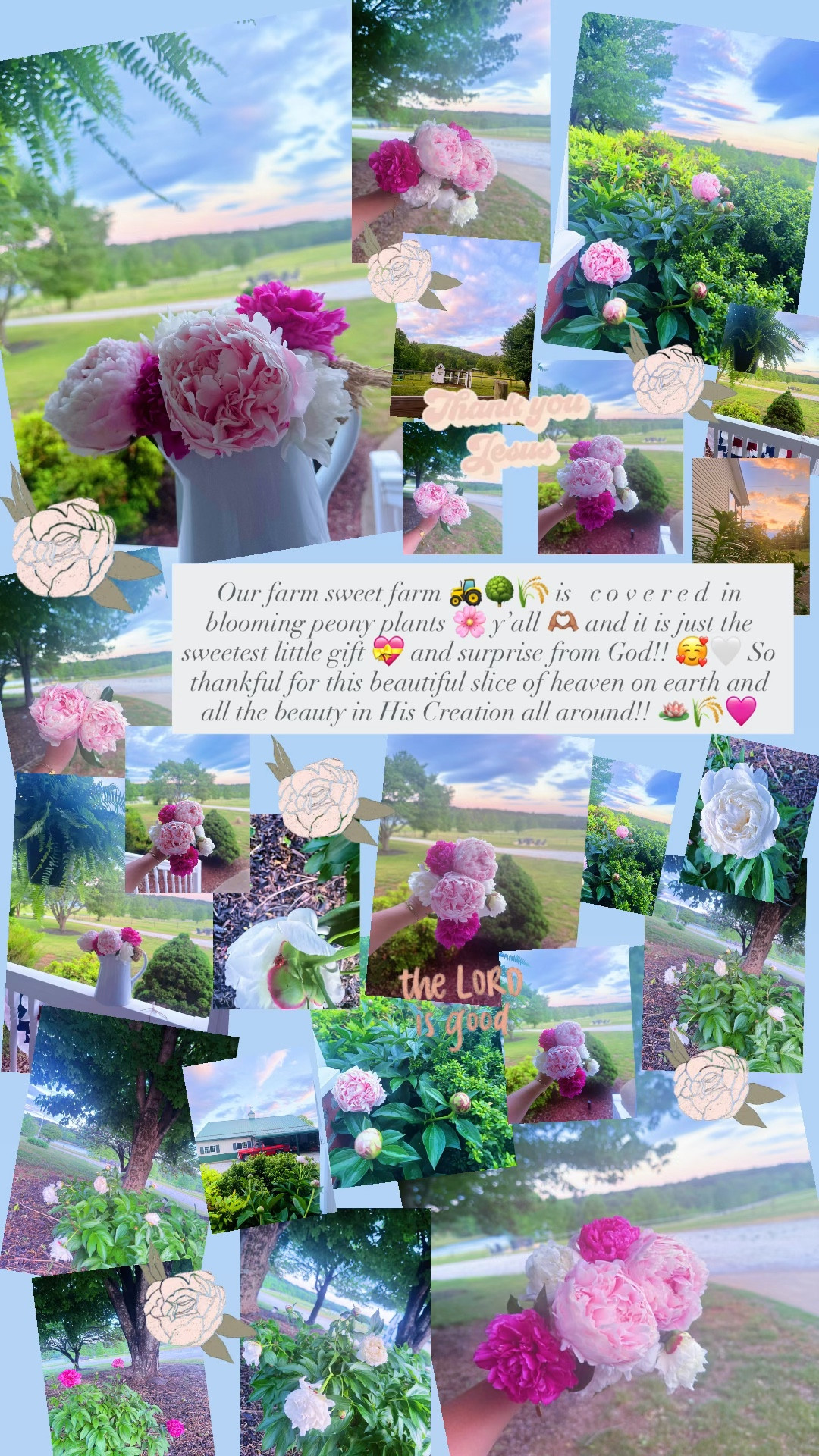 Our farm sweet farm 🚜🌳🌾 is   c o v e r e d  in blooming peony plants 🌸 y’all 🫶🏽 and it is just the sweetest little gift 💝 and surprise from God!! 🥰🤍 So thankful for this beautiful slice of heaven on earth and all the beauty in His Creation all around!! 🪷🌾🩷 