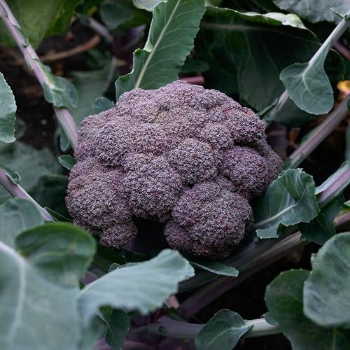Plant Good Seed Purple Magic F1 Broccoli Bulk Seeds for Planting: Heirloom Vegetable, Flower and Herb, Farm Grown - 500 Seed Packet (4.3 Grams) | Amazon (US)
