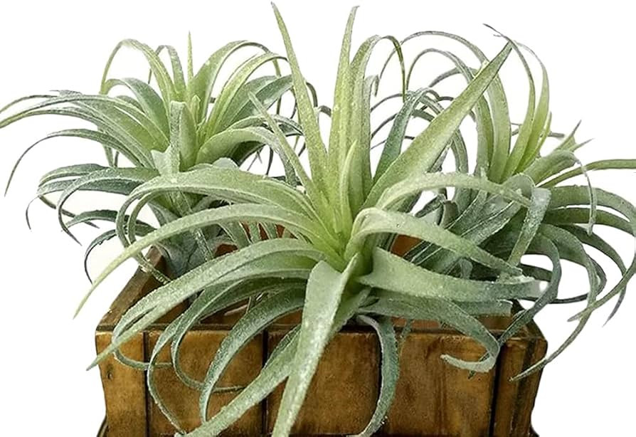 Artificial Air Plants Faux Succulents Plants Unpotted Small Tillandsia Look Real in Flocked Green... | Amazon (US)