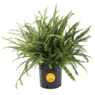 Kimberly Queen Indoor/Outdoor Fern in 8-3/4 in. Grower Pot, Avg. Shipping Height 1-2 ft. Tall | The Home Depot