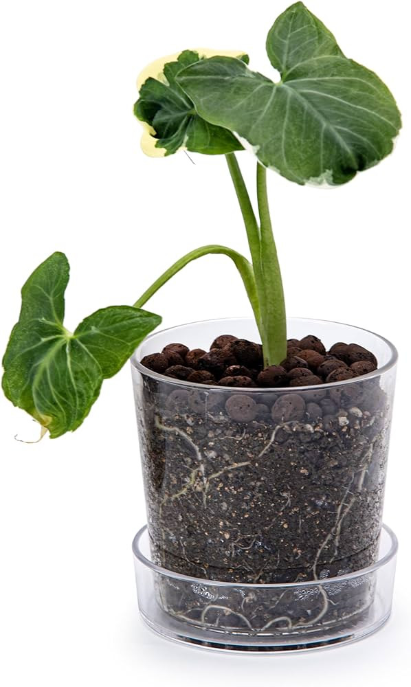 Phoenix Vine 4.5 Inch Clear Acrylic Planter Pot with Tray, Orchid Pot with Drainage Holes, Deep S... | Amazon (US)