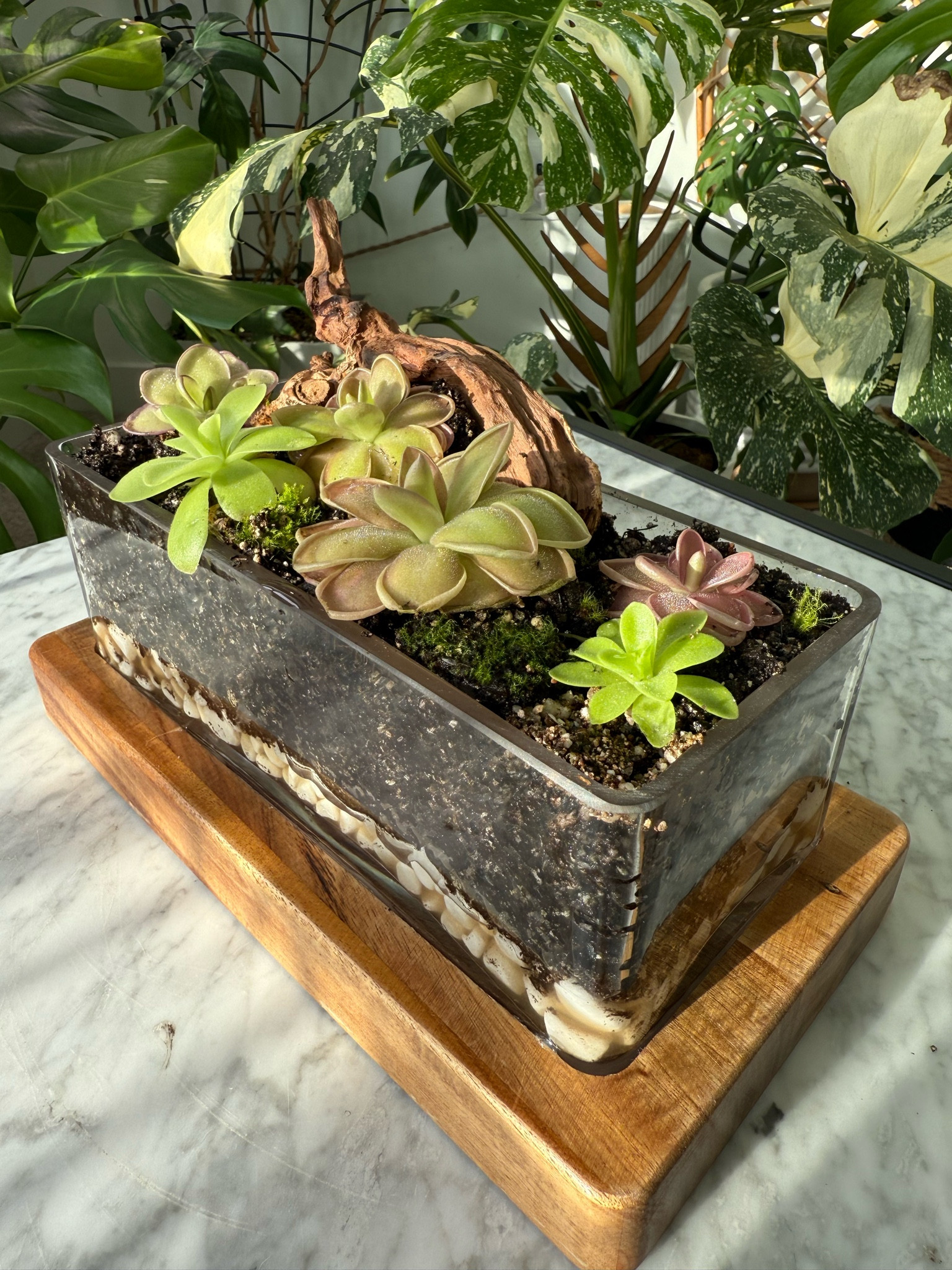 Get rid of fungus gnats using carnivorous plants! 🌿 I made this cute terrarium to keep in my kitchen 

#LTKU #LTKHome