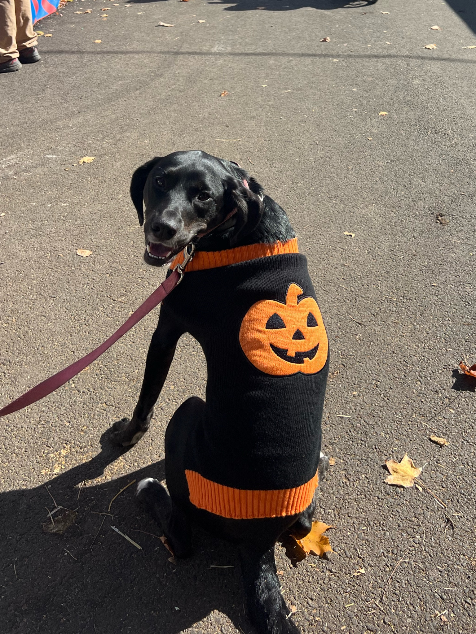Pumpkin dog sweater for Halloween 

#LTKHalloween #LTKfamily #LTKstyletip