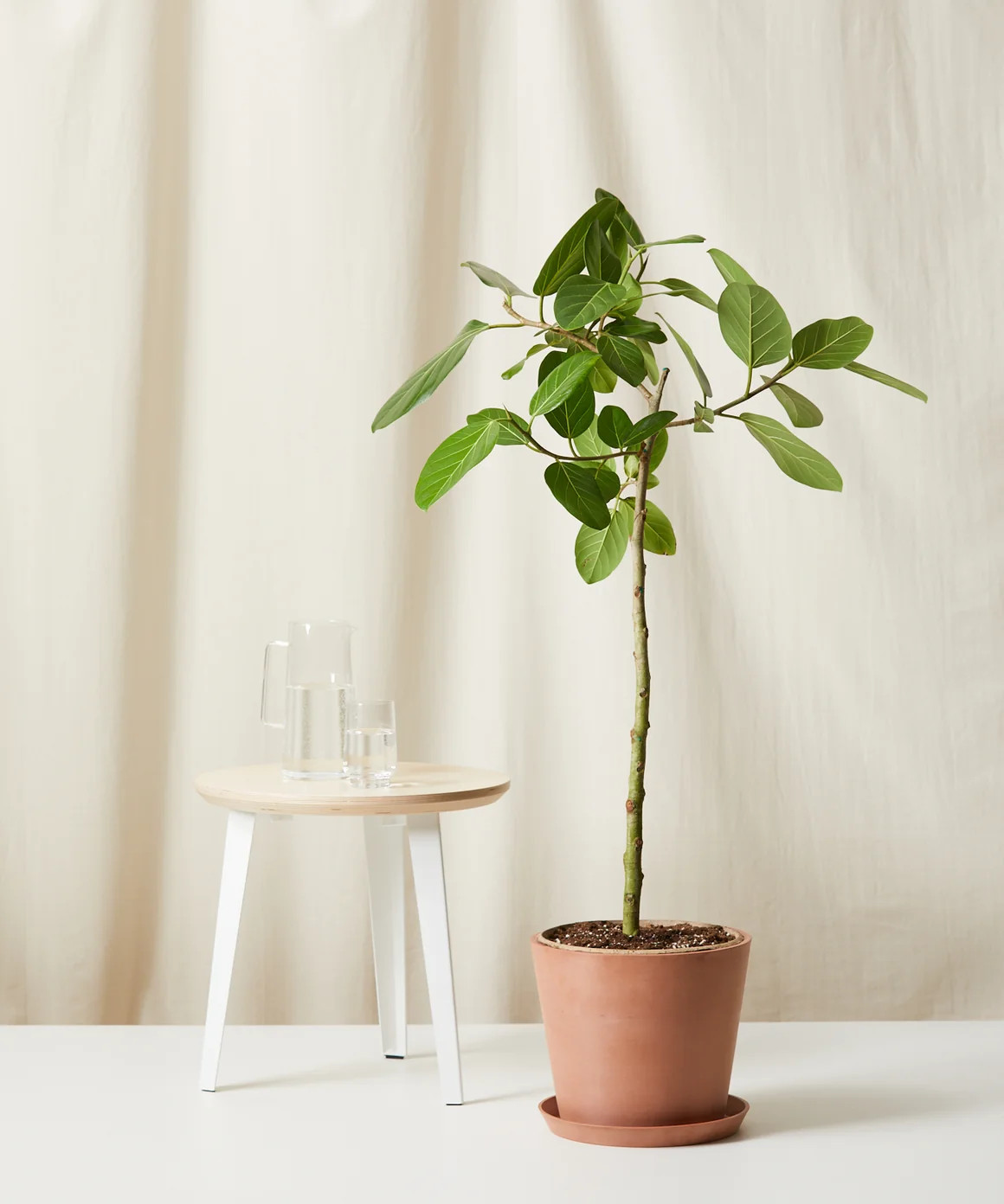 Ficus Audrey | Bloomscape