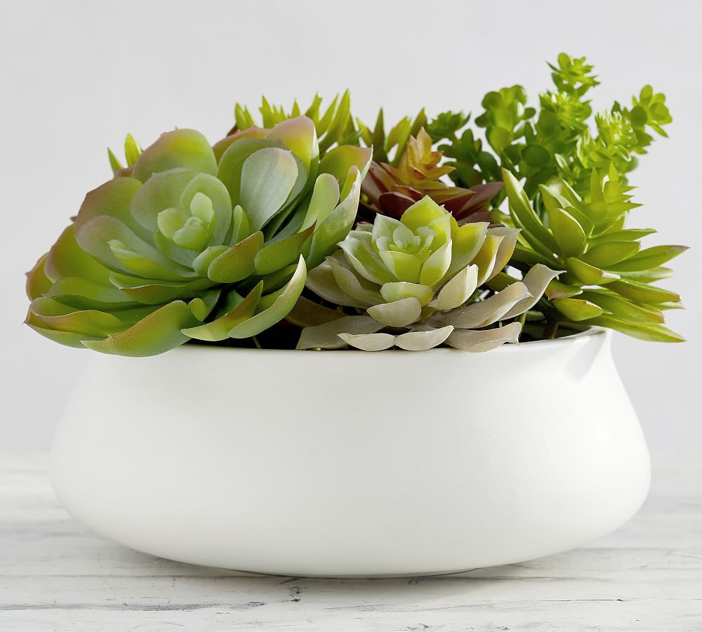 Faux Succulent in Ceramic Bowl | Pottery Barn (US)