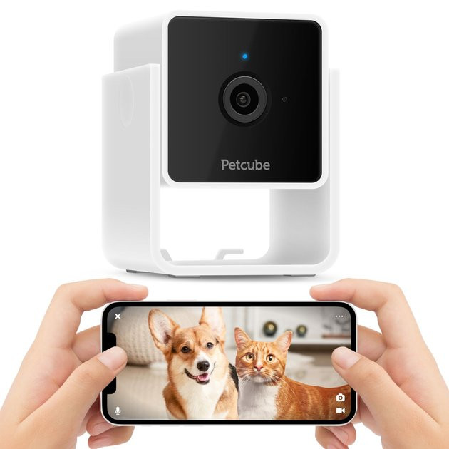 Petcube Cam HD Monitoring With Vet Chat Pet Camera | Chewy.com