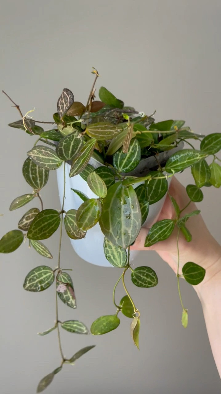 I’m told that Dischidia is a close cousin to hoyas, hence why I think hoya people have this genus in our hoya collections. I would categorize this one as semi difficult. I can’t seem to understand its watering needs in coco husks, soil, or gritty substrate, but it re-roots easily. It sun stresses to a beautiful reddish color, but the shape and veining in the leaves is my favorite! This plant, #dischidiaovata is also called #watermelondischidia, can you tell why?

Liz’s personal experience only…every environment is different:
🪴Light: grow lights 16 hrs/day
🪴Water: currently in its re-rooting medium 
🪴Avg Temp last 30 days: 69F
🪴Relative Humidity last 30 days: 45%
🪴Fussy: can be until the root system is well developed 
🪴Rate of growth: medium 
🪴Fertilizer: I apply a nutrient-rich fertilizer tailored for Hoyas during periods of active growth, approximately every other watering. If the plant enters a dormant phase, I discontinue its use. It’s packed with essential macro and micronutrients, it’s the best I’ve found for hoyas!🪴
🪴Time In My Care: 3 Years 
🪴Would Liz recommend this one: possibly. If you are up for a bit of a challenge, then yes. It’s so beautiful!

#hoyaappreciation #plantsmakemehappy#ihavethisthingwithplants #easilydistractedbyplants #houseplantclub #plantoftheday #plantsmakepeoplehappy #plantcare #planttips #themoreyouknow #plantsinmyspace #dischidia 

#LTKFindsUnder50 #LTKHome #LTKFindsUnder100