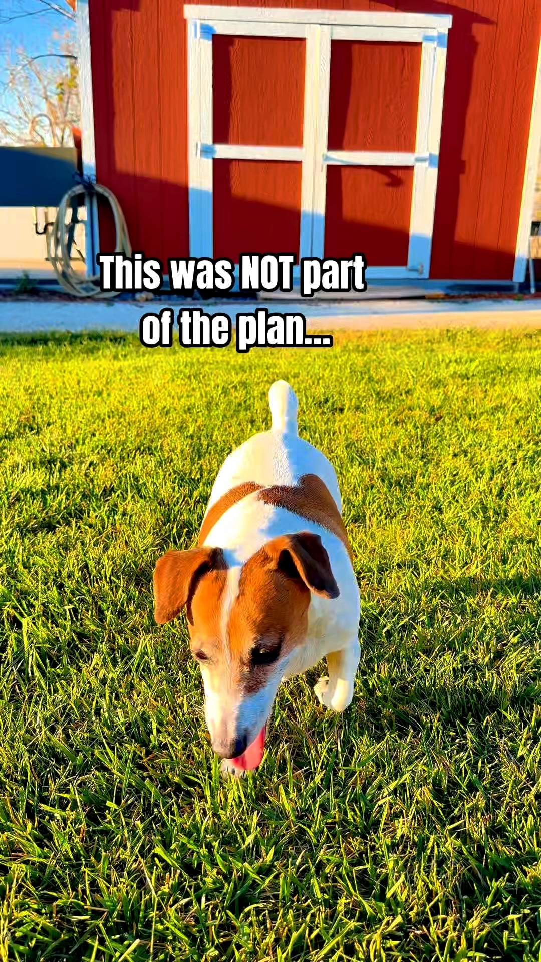 Penny’s getting older… and I started noticing the little things 🐾

Not moving the same
Less energy
Just not her usual self

So I added something simple to her routine… and I swear, I’m starting to see that spark come back ✨

If you’ve been noticing those small changes too… this might be worth looking into #zestypaws #pethealth #hip #joint 

#LTKmomlife