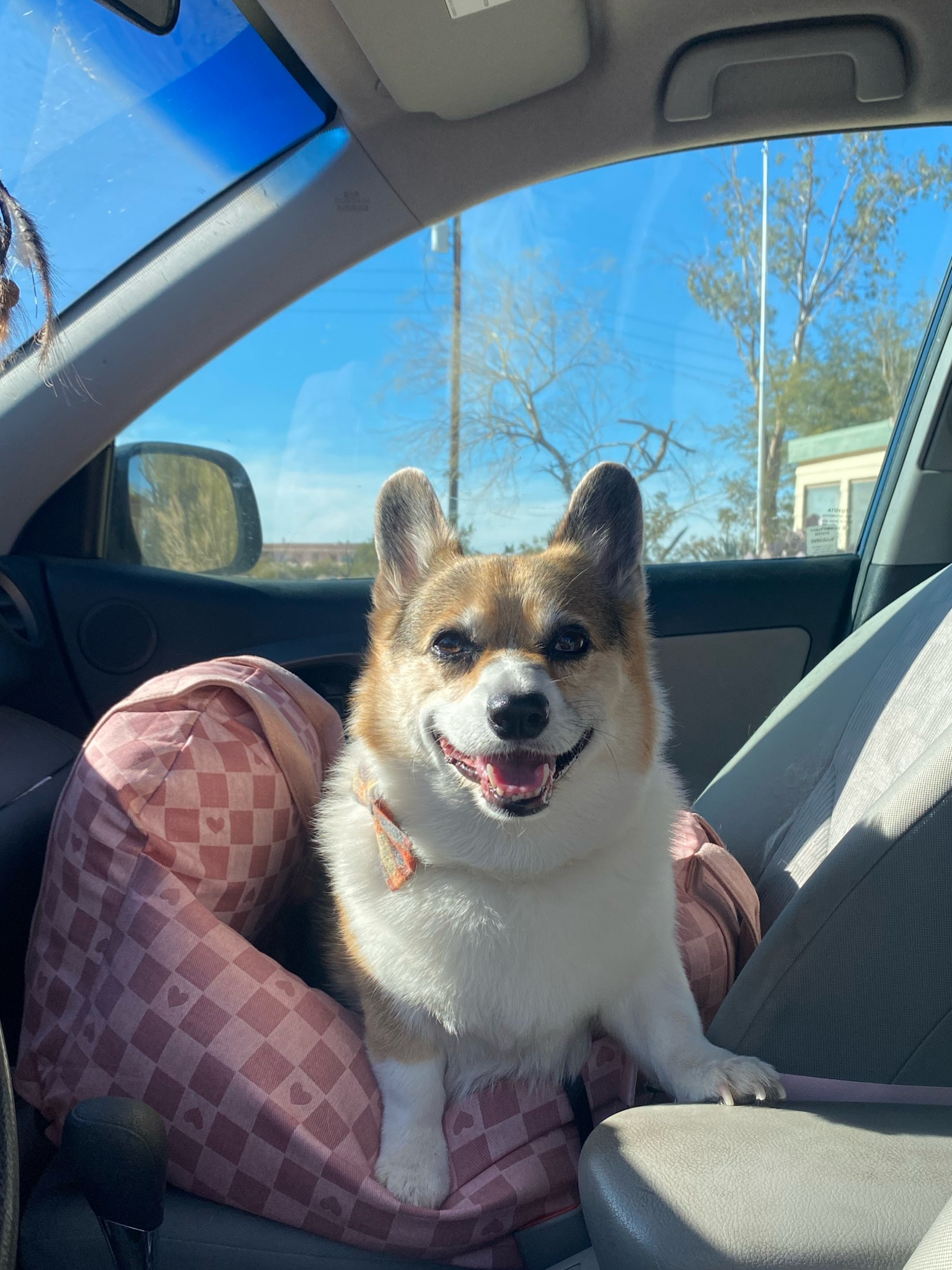 I drive back and forth between LA and Joshua Tree very often and I’m so relieved to finally have the perfect car bed for my sweet baby angel! Safety first! 🐶🩷

#LTKtravel #LTKfamily #LTKbaby