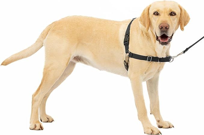 PetSafe Easy Walk Dog Harness - Stop Pulling & Teach Leash Manners - Ultimate No-Pull Control for... | Amazon (US)