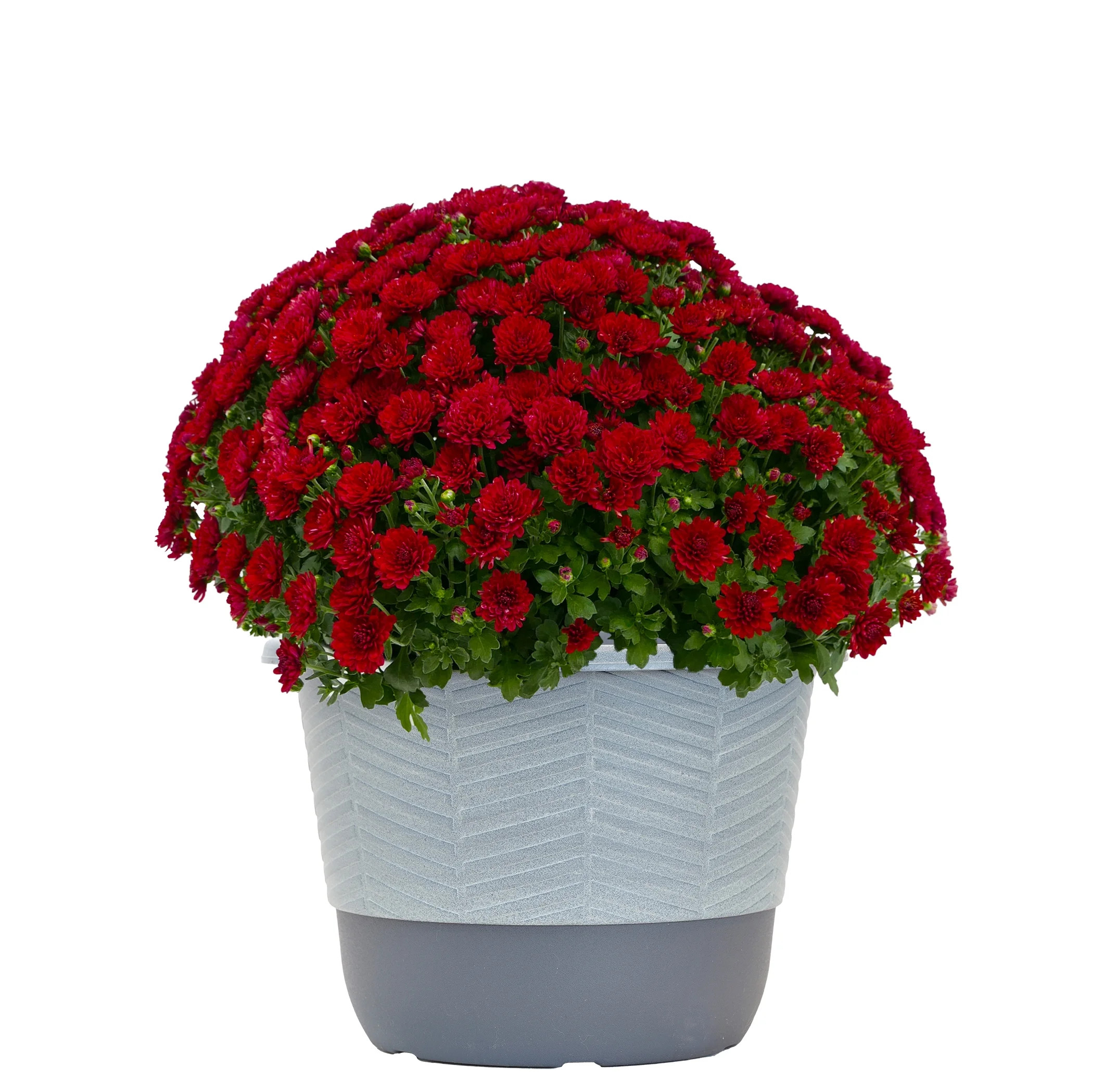 Better Homes & Gardens 1.5G Red Mum Live Plant in Decorative Pot | Walmart (US)