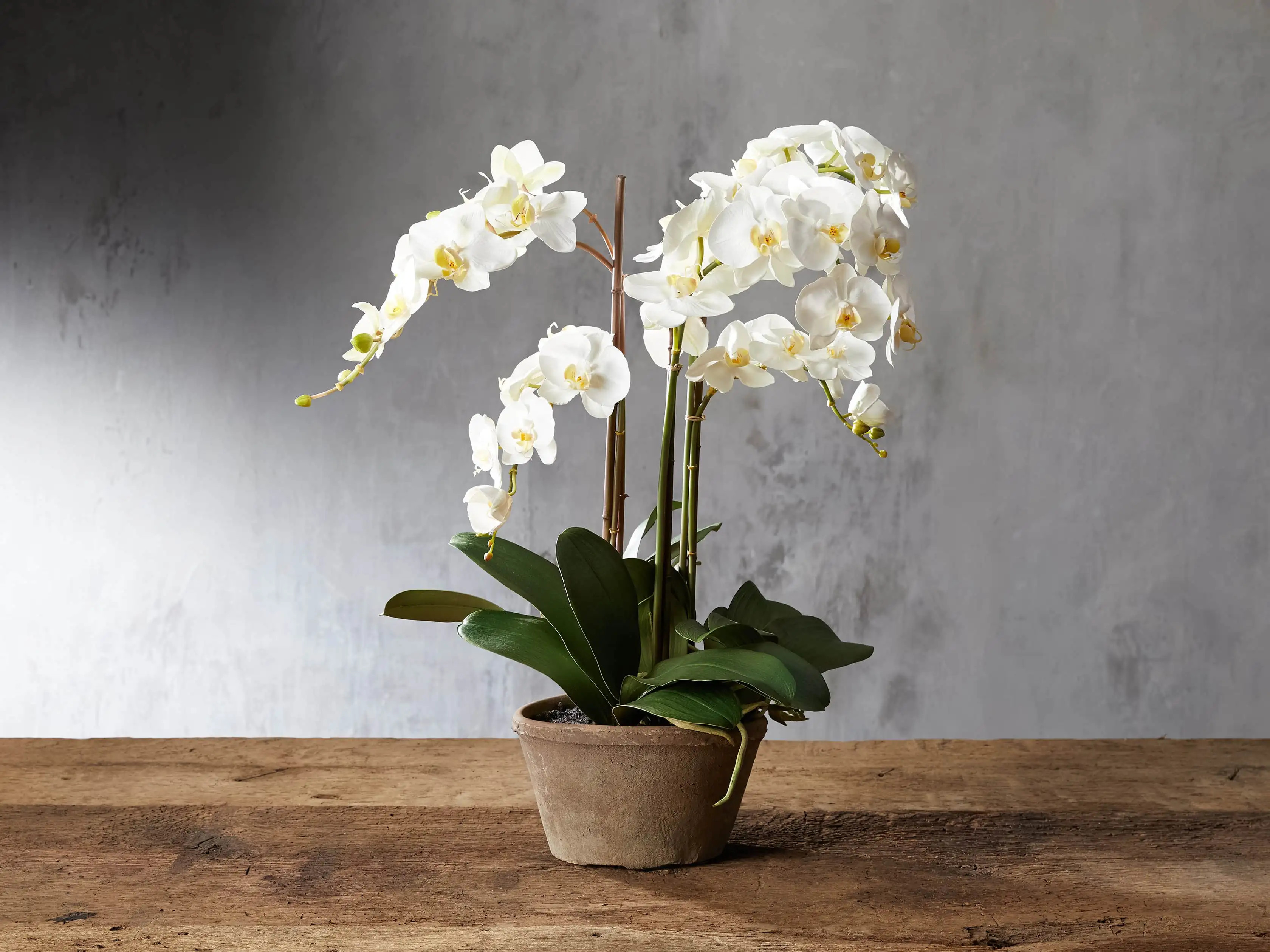 Faux White Phalaenopsis Orchid in Rustic Pot | Arhaus