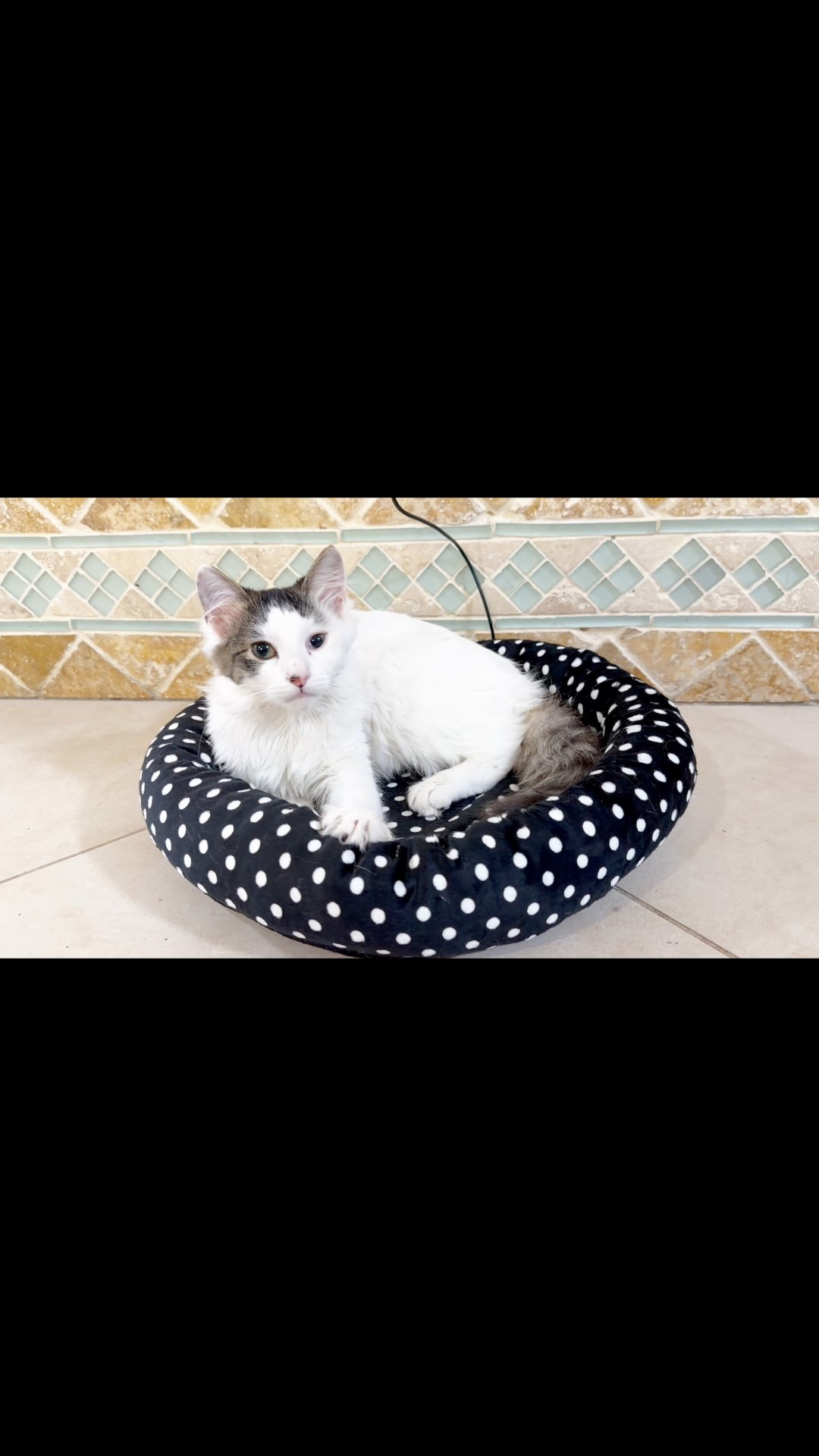 USB self warming cat dog bed 