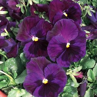 4.5 in. Blue and Purple Pansy Plant-8411 - The Home Depot | The Home Depot