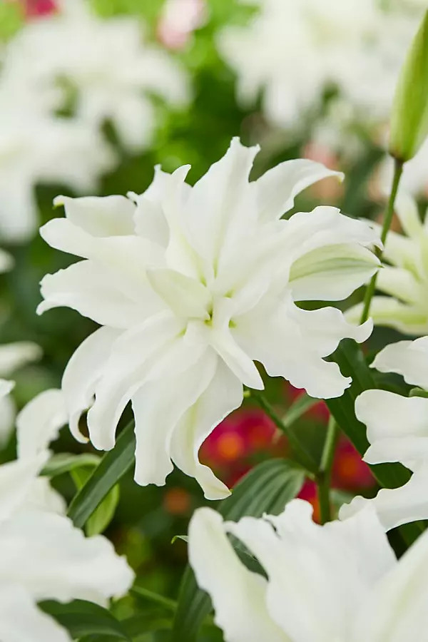 Lilium 'My Wedding' Bulbs | Terrain