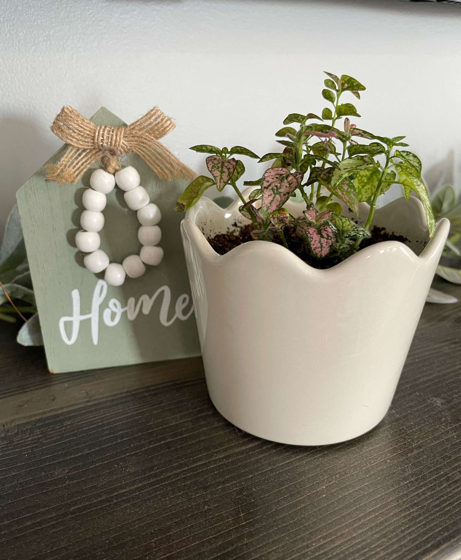 Earl May has the cutest little indoor plants for less than $5! This is a Polka Dot Plant. Vase is from Walmart.

#LTKSeasonal #LTKHome