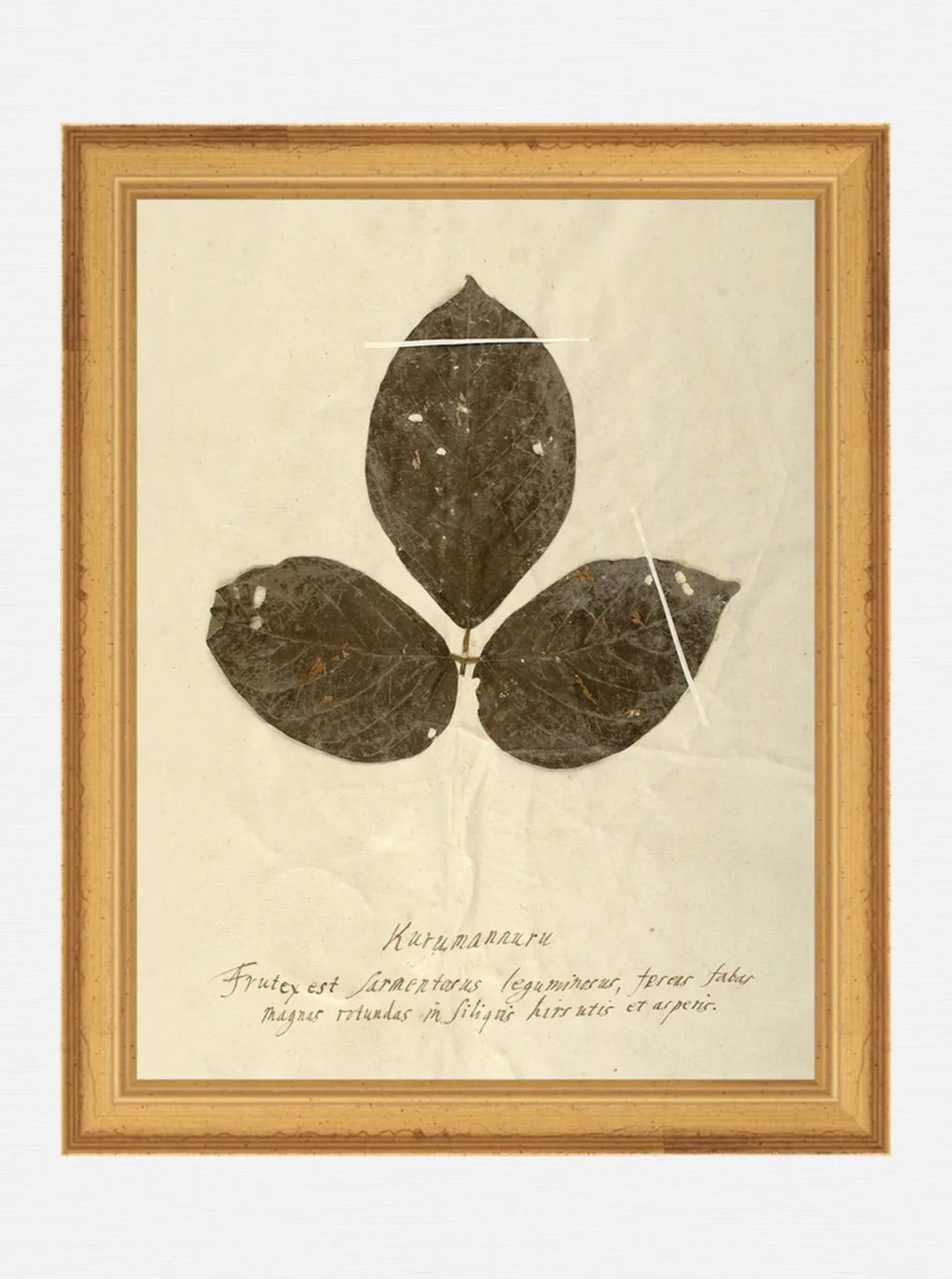 Herbarium IV | House of Jade Home