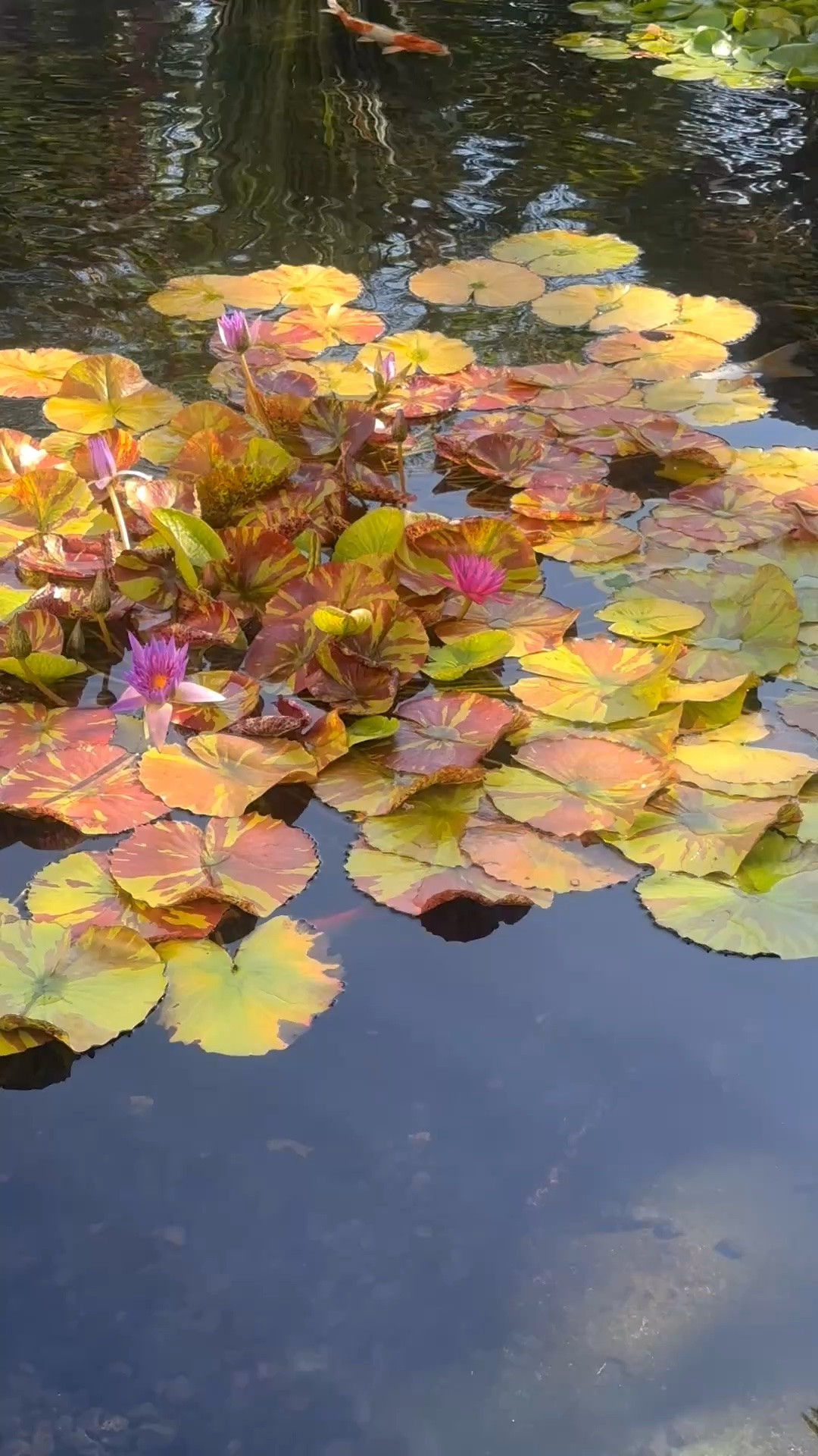 A quiet moment by the koi pond—lotus flowers floating on the water, koi moving gently beneath the surface, and the soft sound of water creating such a peaceful atmosphere. There’s something so calming about bringing water into an outdoor space; it instantly makes the garden feel more serene, restorative, and connected to nature.

#KoiPond #WaterFeature #OutdoorLiving #GardenDesign #GardenDecor #OutdoorDecor #BackyardIdeas #PatioIdeas #WellBeing #GardenInspiration

#LTKdayinmylife #LTKHome