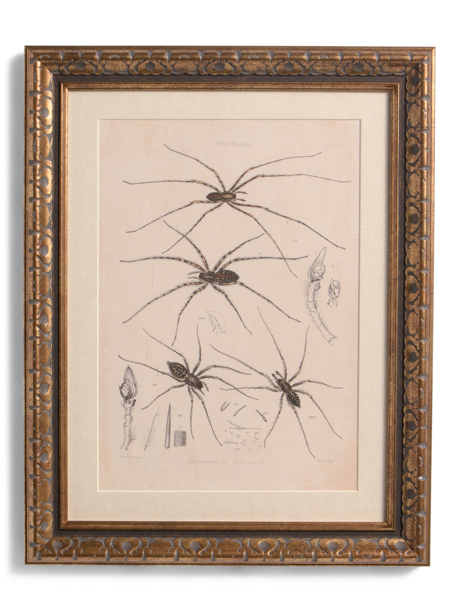 14x11 Cardinal Spider Wall Art | TJ Maxx
