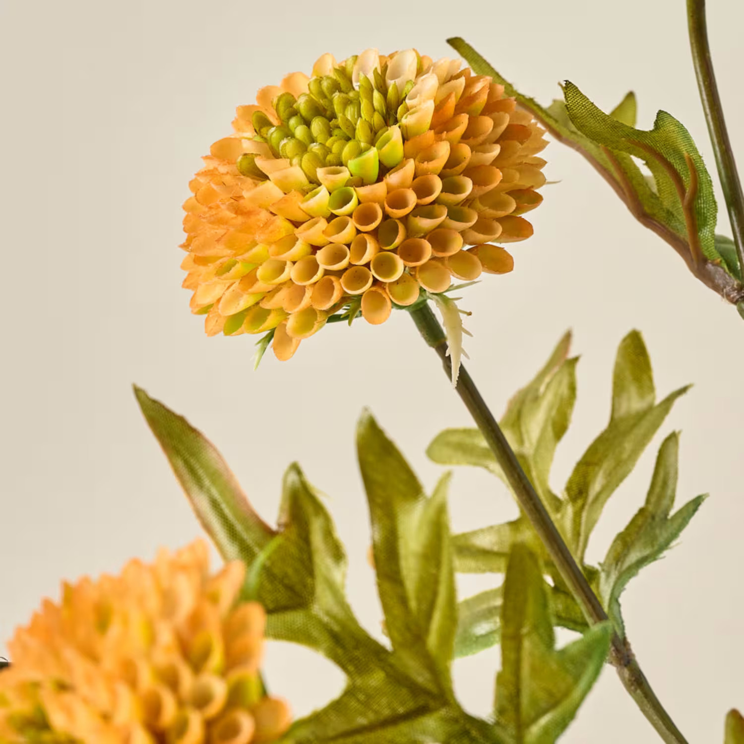Yellow Zinnia Bundle | Magnolia