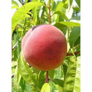 Online Orchards Dwarf Red Haven Peach Tree Bare Root FTPE001 - The Home Depot | The Home Depot