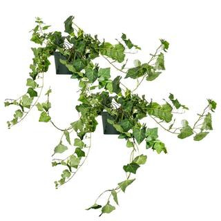 Perfect Plants English Ivy (Hedera Helix) in 6 in. Grower's Pot (2-Plants) THD00401 | The Home Depot