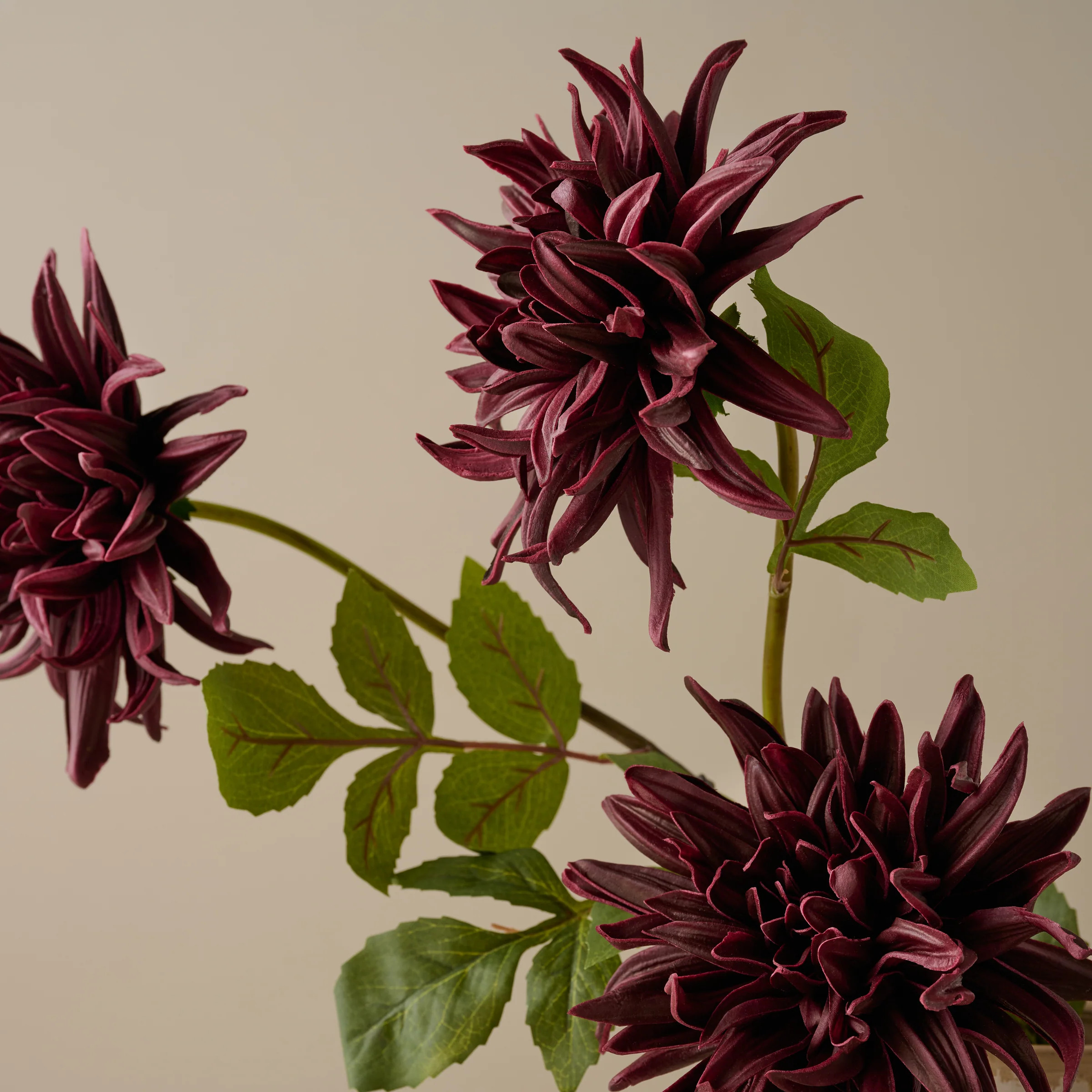 Autumnal Dahlia | Magnolia