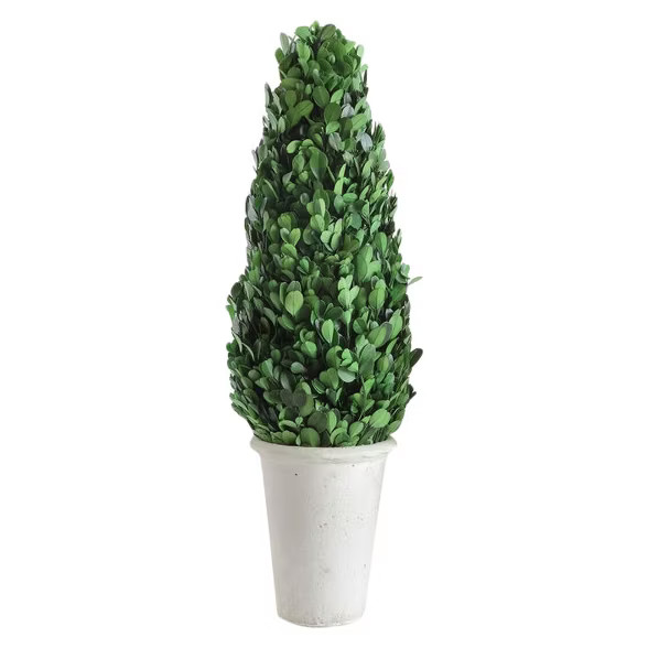 Boxwood Cone Topiary - 3R Studios | Target