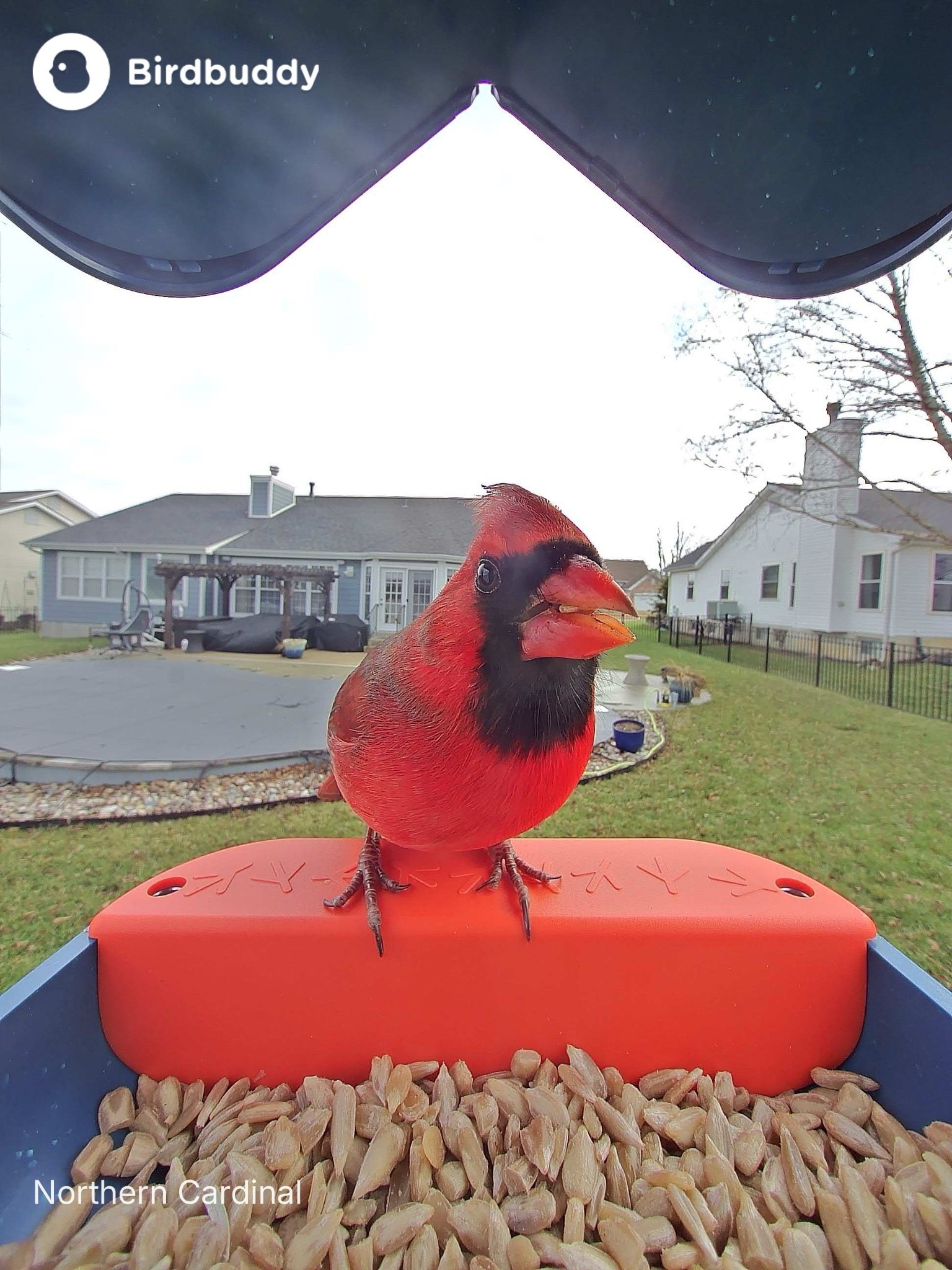 Okay, LOVING this BirdBuddy Pro! 

#LTKHome #LTKGiftGuide #LTKSaleAlert