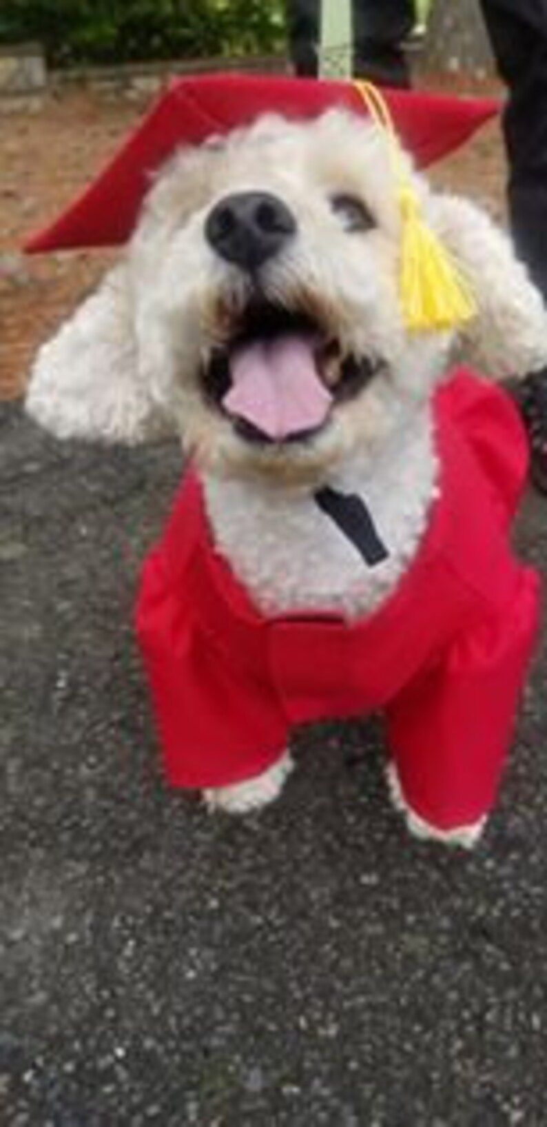 Graduation Dog Gown Graduation Gift Dog Costume Dog Gown | Etsy | Etsy (US)