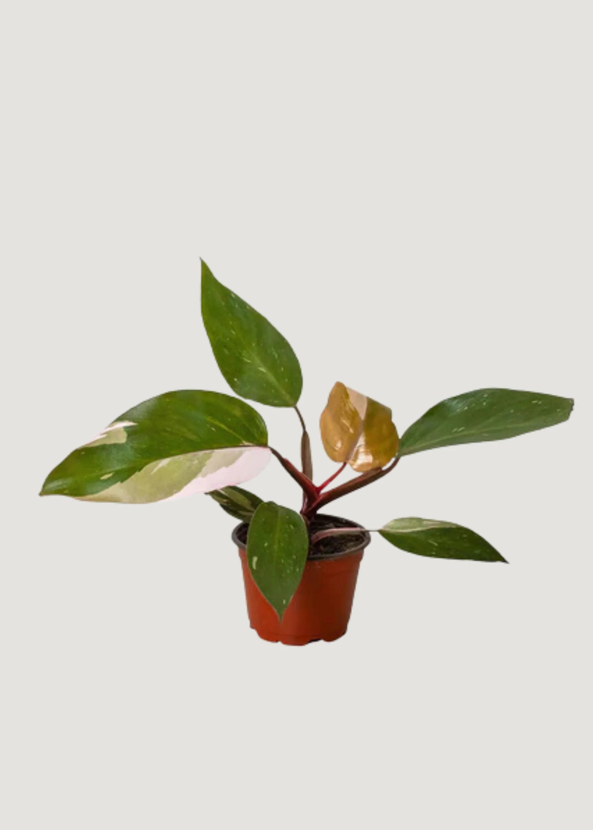 LIVE Pink Princess Philodendron Plant in 4" Pot | Afloral