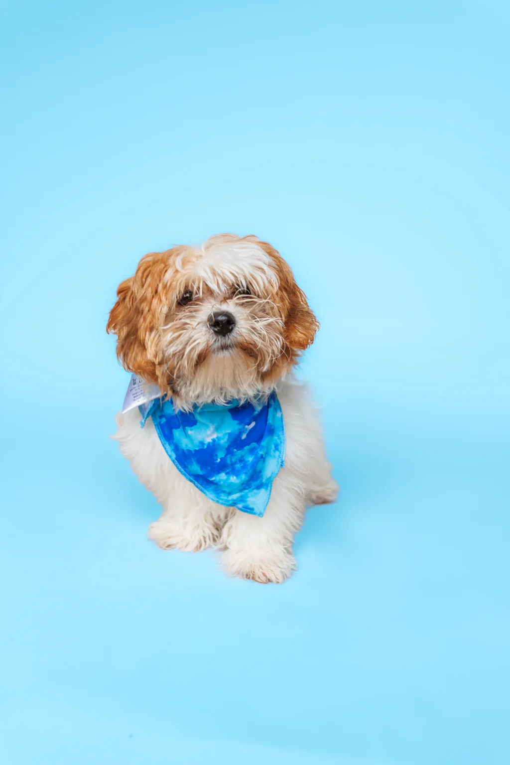 SAPPHIRE SEAS DREAM DOG BANDANA | Dream Big Little Co.