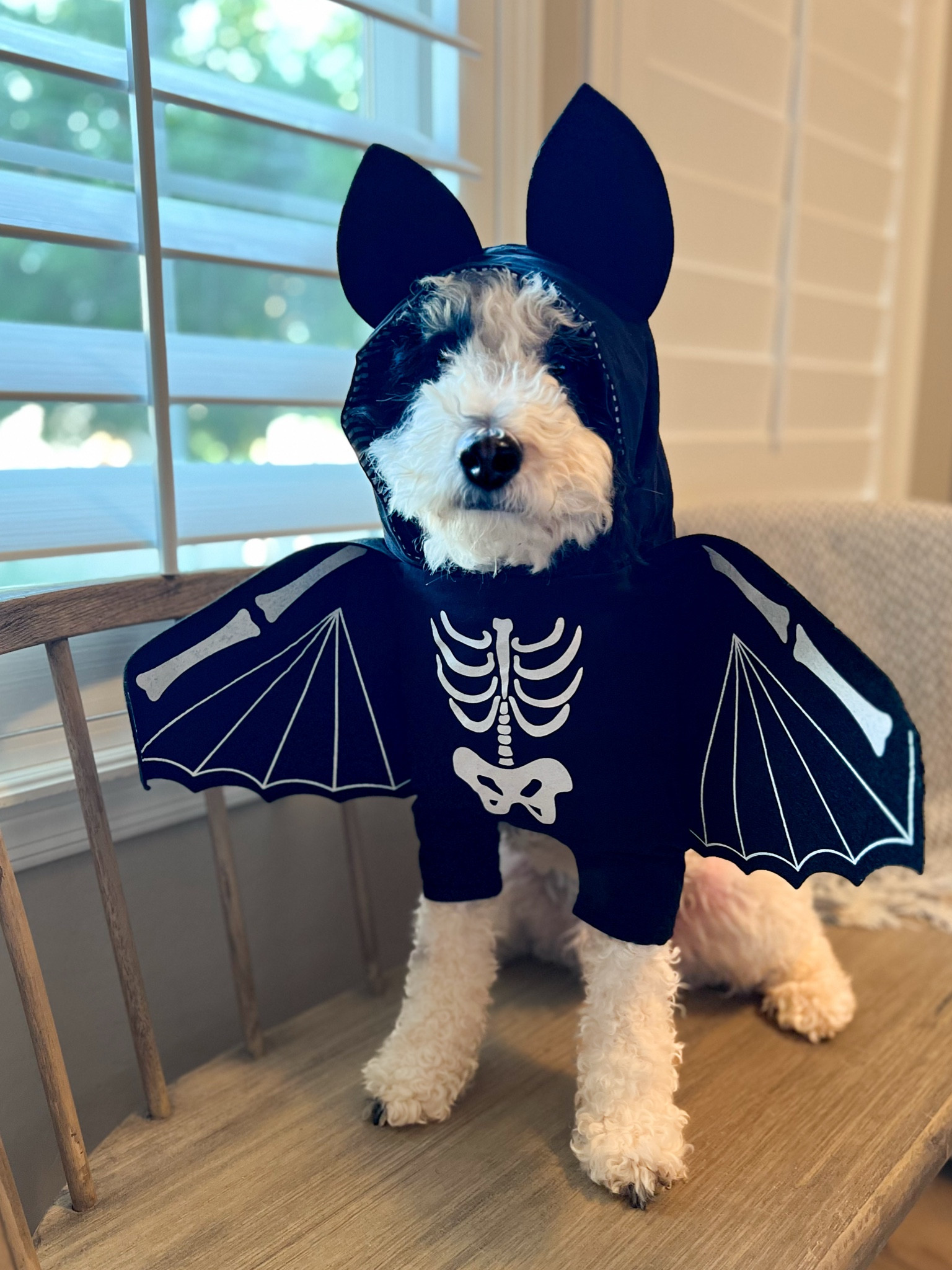 Toby is feeling a little batty 😆

#LTKHalloween #LTKSeasonal #LTKFindsUnder50