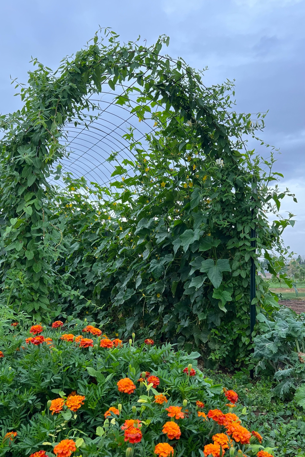 Garden arch items



#LTKFind #LTKhome #LTKSeasonal