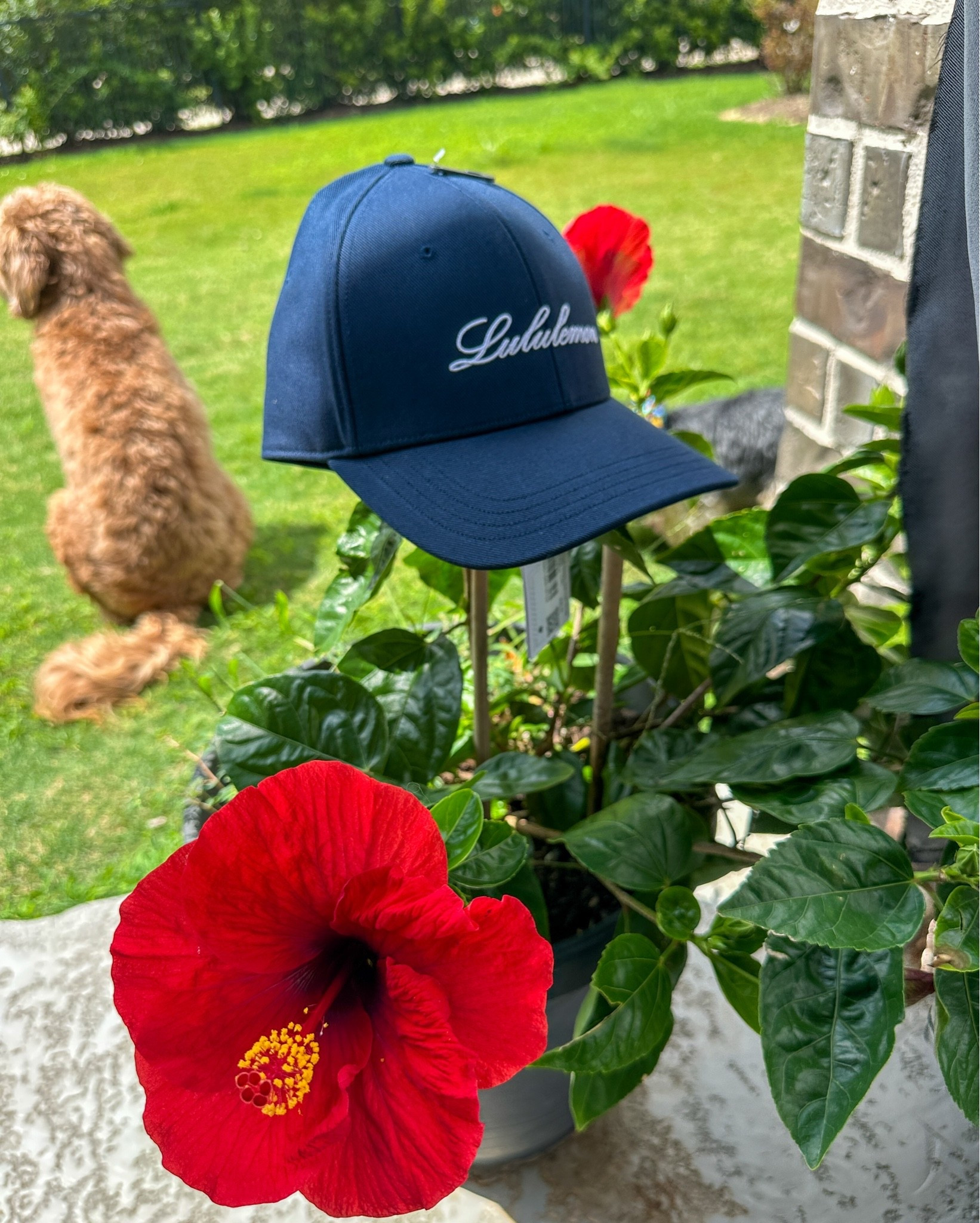 New cap added to my collection. Structured Classic Ball Cap
Script. #navy #lululemon #summer

#LTKmomlife #LTKActive