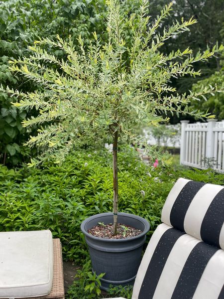 One of my favorite large planters that looks expensive but isn’t! Under $35  

Lowe’s, gardening, outdoor decor

#LTKunder50 #LTKhome #LTKFind