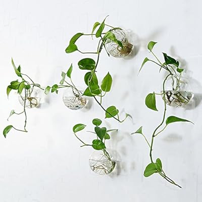 Orimina Pack of 6 Glass Planters Wall Hanging Planters Round Glass Plant Pots Hanging Air Plant P... | Amazon (US)