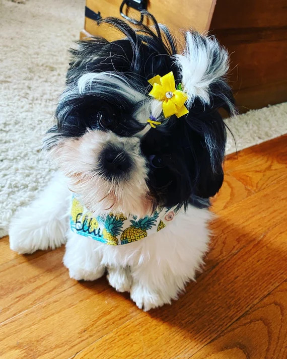 Small Dog Hair Bows Many Colors Shih Tzu Hair Yorkie Hair | Etsy | Etsy (US)