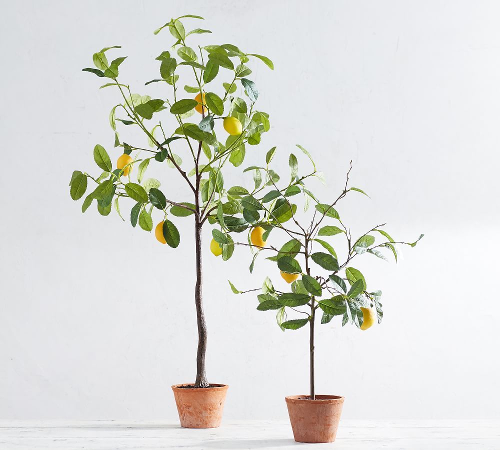 Faux Potted Lemon Trees | Pottery Barn (US)
