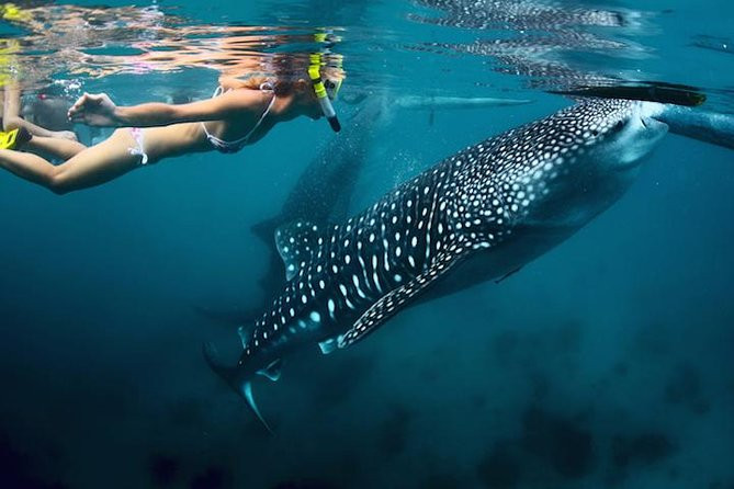 Whale-Shark Snorkeling Excursion to La Paz | Viator – A TripAdvisor Company (US)